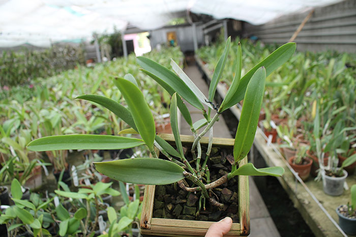 Brassocattleya Hippodamia 'Kelvin Lucky' (Brassavola nodosa x Cattleya aclandiae).jpg