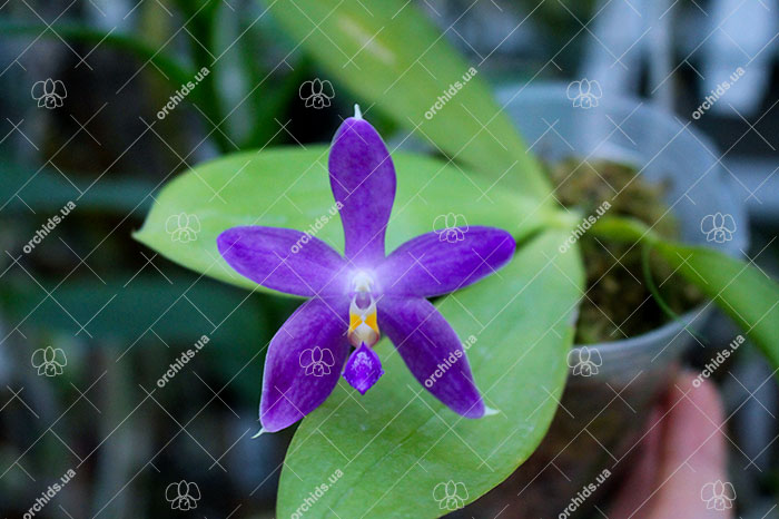 Phalaenopsis YangYang Blue Berry.jpg
