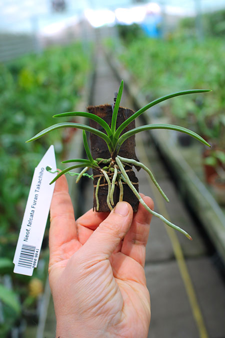 Neofinetia falcata Furan Takachiho.jpg