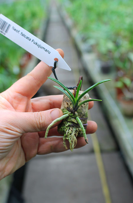 Neofinetia falcata Fukujumaru.jpg