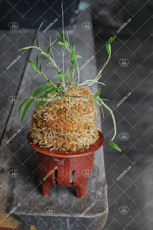 Dendrobium moniliforme Aokoryu.jpg