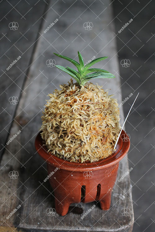 Neofinetia falcata Yodonomatsu.jpg