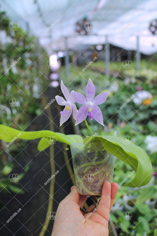 Phalaenopsis (tetraspis 'Su's Bluish' x violacea coerulea).jpg