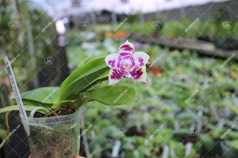 Phalaenopsis Zheng Min Muscadine '323' x speciosa '41-S'.jpg