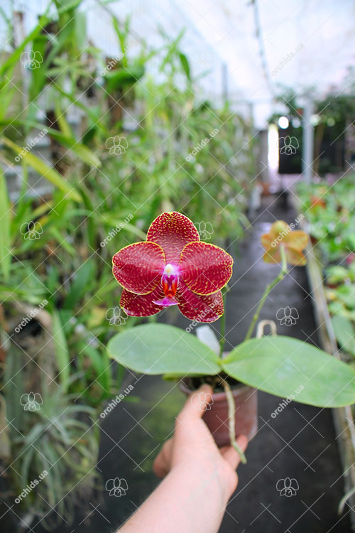 Phalaenopsis (Mituo Sun x Mituo Venosa ) 'Mituo #1'.jpg