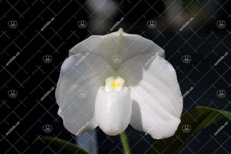 Paphiopedilum ang thong alba.jpg