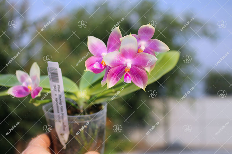 Phalaenopsis Zheng Min Muscadine '323' x speciosa '41-S'.jpg