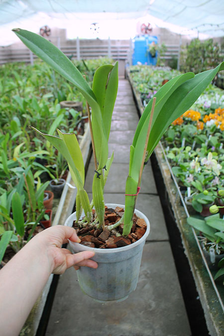 Cattleya trianae coerulea (36-8) x Cattleya lueddemanniana coerulea 'Pedra Azul'.jpg