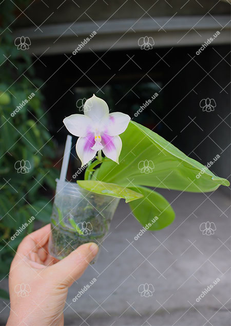 Phalaenopsis Zheng Min Muscadine '323' x speciosa '41-S'.jpg