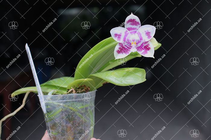 Phalaenopsis Zheng Min Muscadine '323' x speciosa '41-S'.jpg