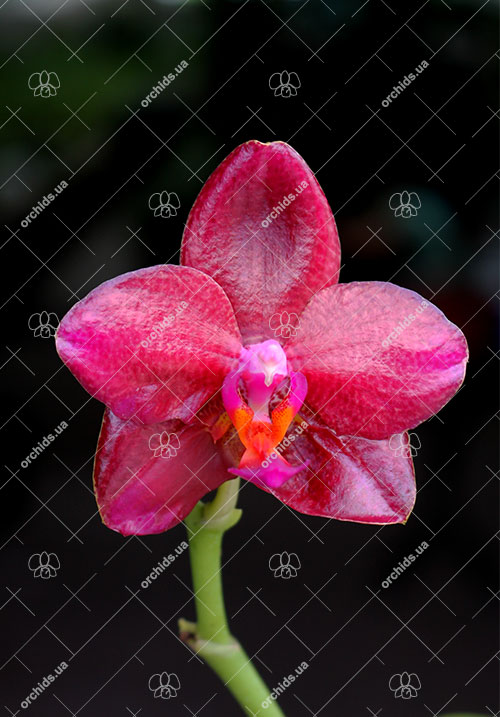 Phalaenopsis Mituo Sun 'Mituo #1' x Ld's Bear King 'RK-1'.jpg