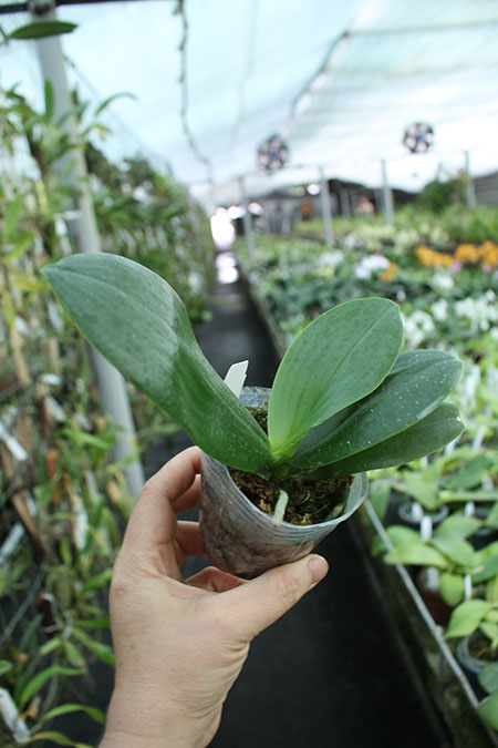 Phalaenopsis Tzu Chiang Chrisna.jpg