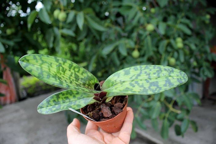 Paphiopedilum Maudiae Vinicolor 'Schwarze Madonna'.jpg