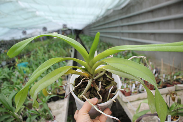 Aerides quinquevulnera var calayana.jpg