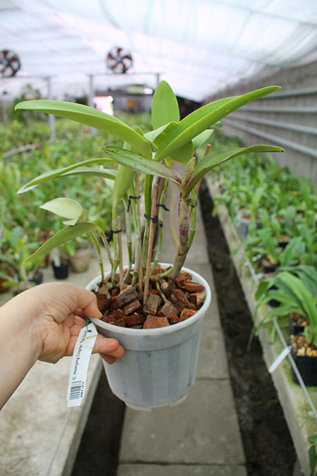 Cattleya Hsinying Cognac 'Thai Spots'.jpg