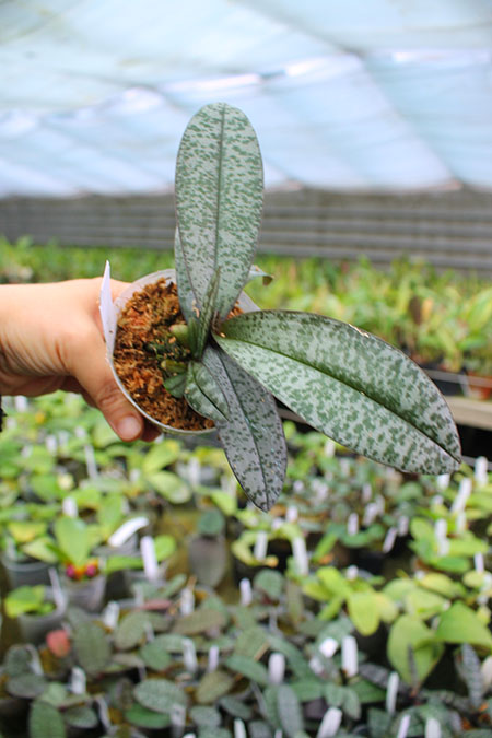 Phalaenopsis schilleriana x sib.jpg