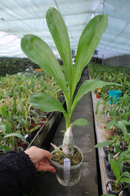 Clowesetum JEM’S Dragon Tears ‘SVO’ x Catasetum Orchidglade ‘Davie Ranches’.jpg