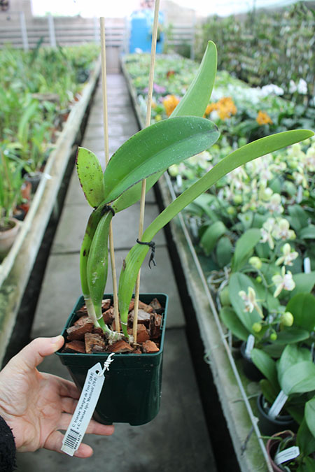 Cattleya trianae 'Sangre de Toro II' (25-8) x Cattleya trianae tipo 'Martinelli' (78-8).jpg