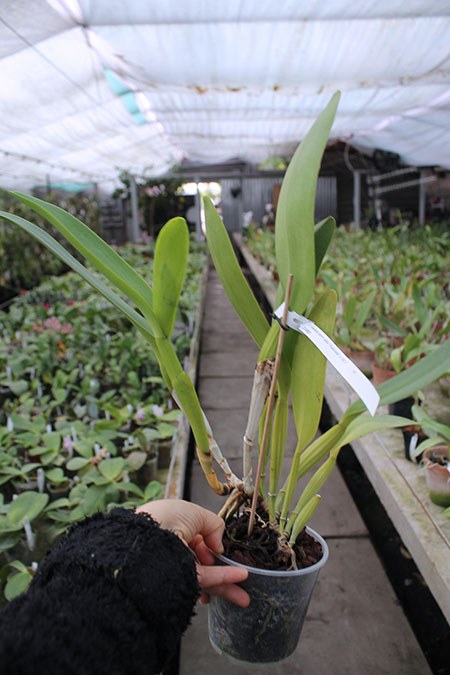 Cattleya labiata semi alba 'Robusta' SELF.jpg