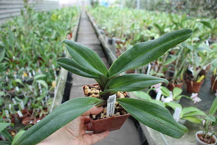 Paphiopedilum (Incharm Circle x Enzan Winston's Vale) x Red Shift.jpg