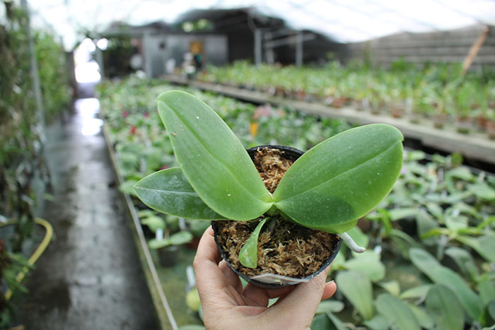 Phalaenopsis Yaphon Gelacea 'Yaphon'.jpg