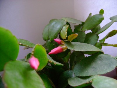 Resize of DSC00306.JPG