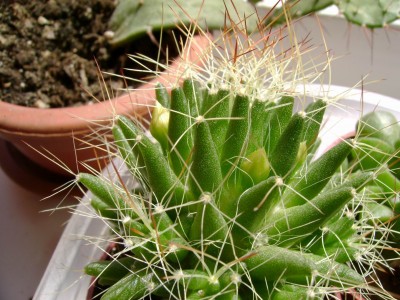 Resize of DSC00318.JPG