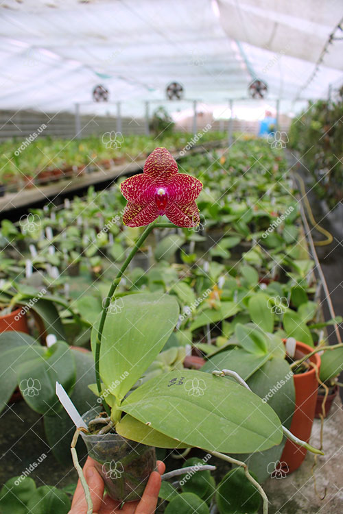 Phalaenopsis Mituo Sun 'Mituo #1' x Ld's Bear King 'RK-1'.jpg