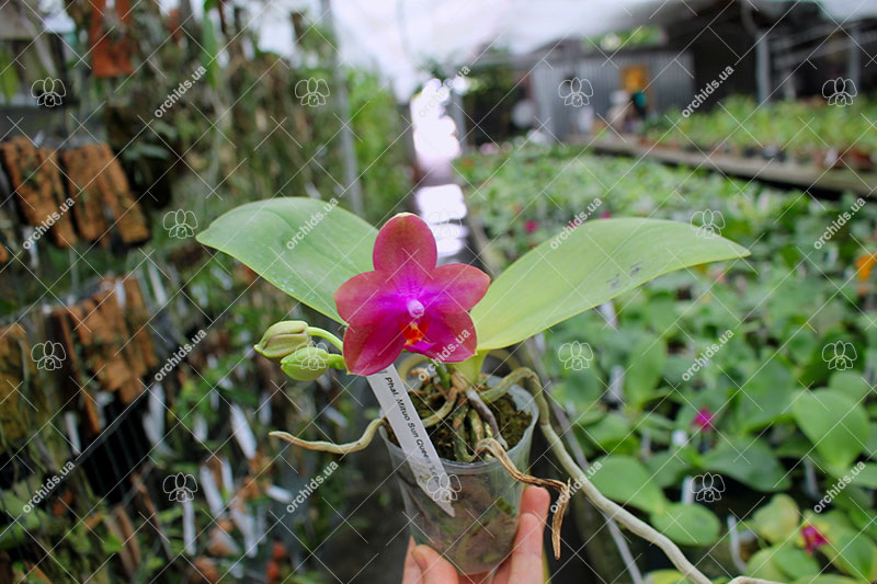Phalaenopsis Mituo Sun Queen 'Lotus'.jpg