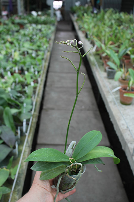 Phalaenopsis equestris (orange lip).jpg