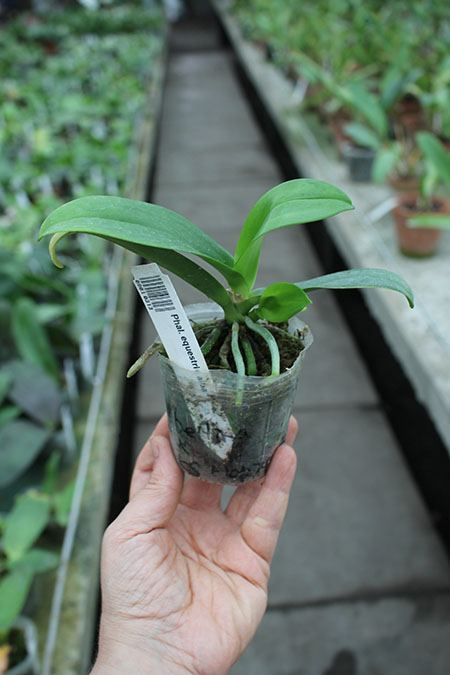 Phalaenopsis equestris alba.jpg