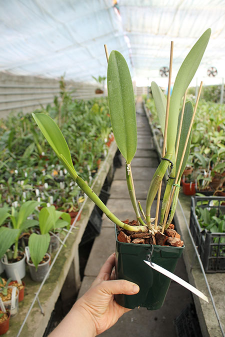 Brassolaeliocattleya Toshie Aoki 'Pizazz Subv OC'.jpg