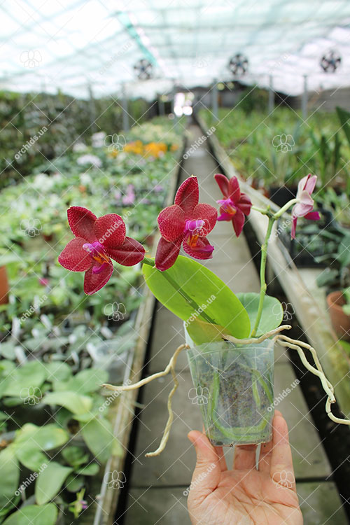 Phalaenopsis LD Sun Dragon 'Snake Scales'.jpg