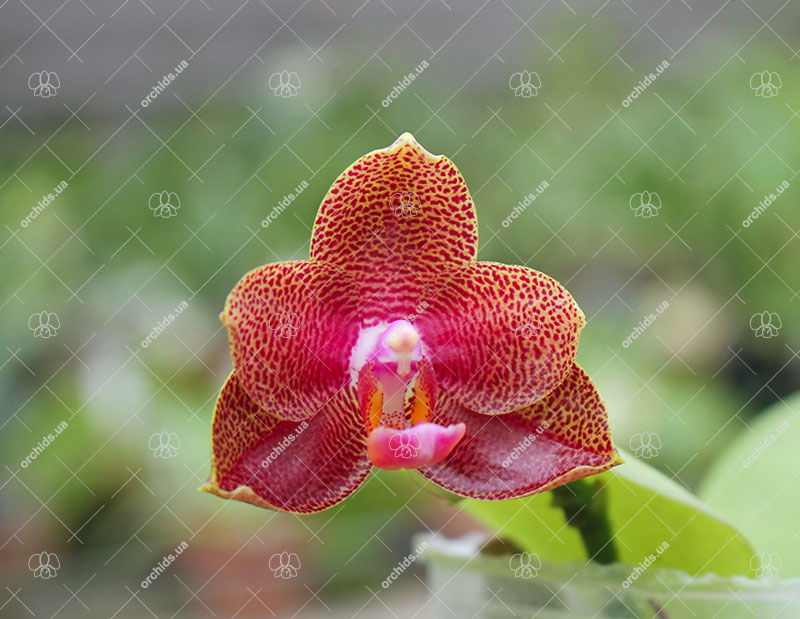 Phalaenopsis Mituo Sun x Palace Reef.jpg