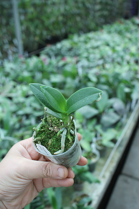 Phalaenopsis equestris var leacopsis 'Anne'.jpg