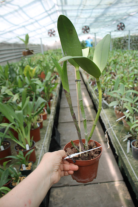 Cattleya violacea alba (OCN White x Valter Rocha).jpg