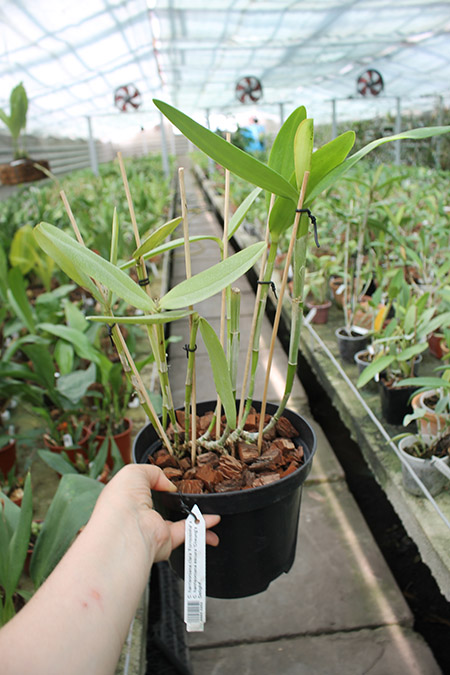 attleya harrisoniana clara 'Formosinha.jpg