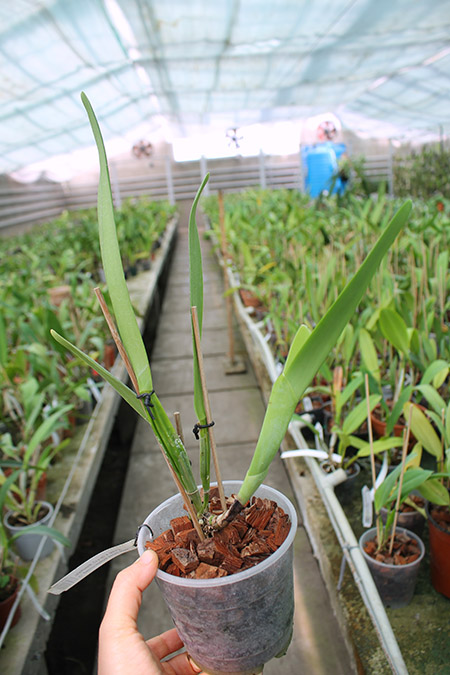 Cattleya percivaliana semi alba 'Altamira' (11-6) x SELF.jpg