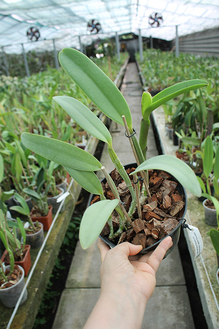 Cattleya lueddemanniana escura x Cattleya lueddemanniana 'Labelo Dourado'.jpg