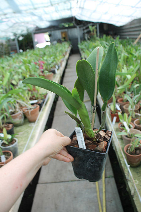 Rhyncholaeliocattleya Village Chief Rose.jpg