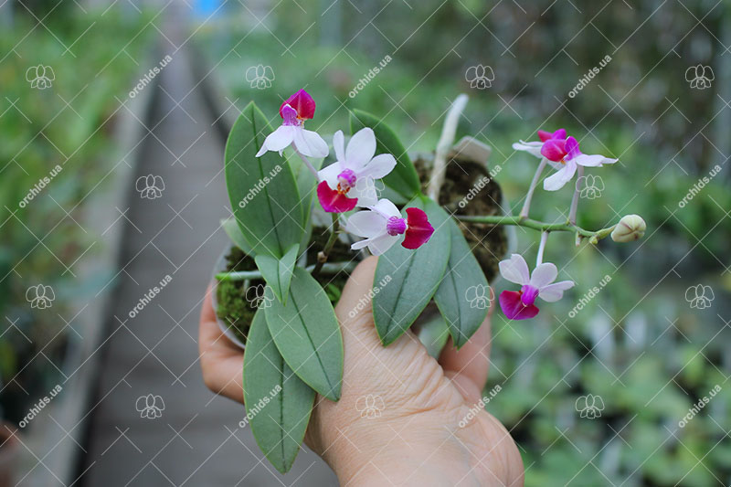 Phalaenopsis Anna-Larati Soekardi 'Joseph Wu'.jpg