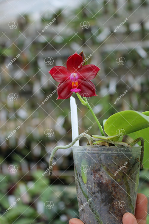 Phalaenopsis Mituo Coral Mambonosa x LD's bear Queen.jpg
