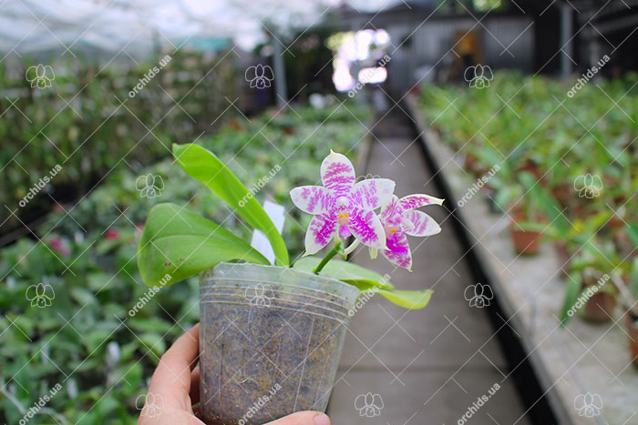 Phalaenopsis Eddy Phantom (Ruby Vasquez x Chang Yi Halo).jpg