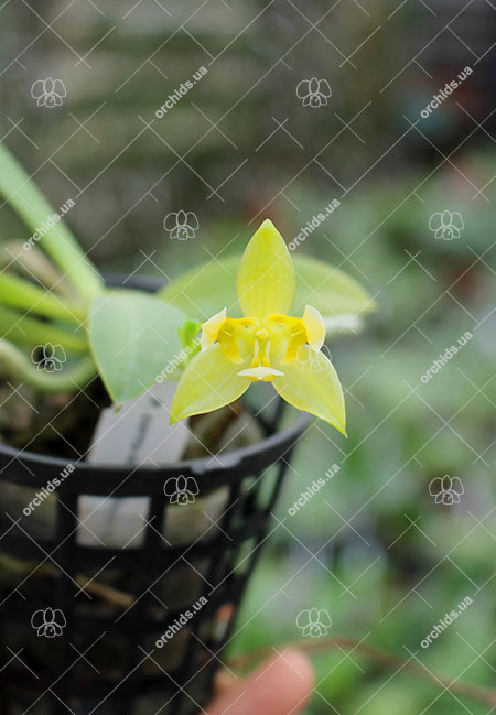Phalaenopsis cornu-cervi (Green peloric) 'Joseph Wu'.jpg