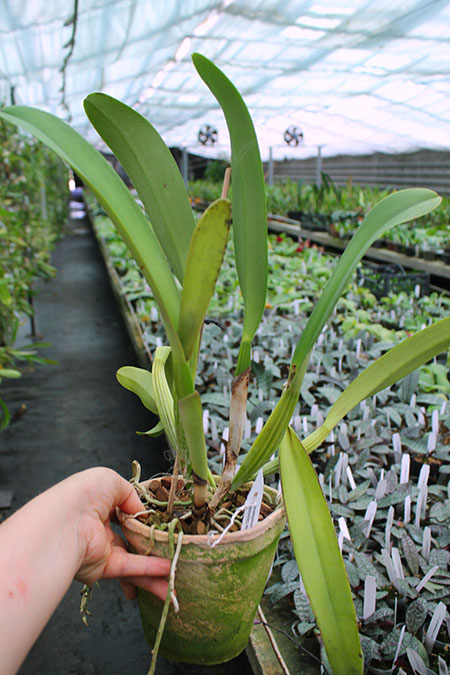Cattleya Eva's Fabula Gloriosa (dowiana x gaskelliana).jpg