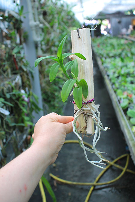 Barkeria whartoniana.jpg