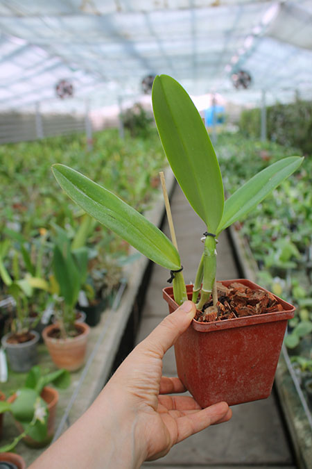Cattleya labiata coerulea 'Filha de Junior' x Cattleya labiata coerulea 'Filha de Panelas'.jpg