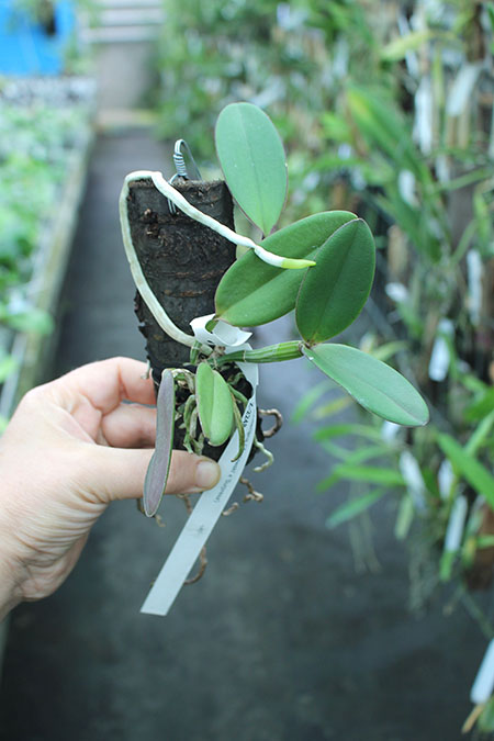 Cattleya schilleriana 'Zaslawski' x 'Surpresa'.jpg