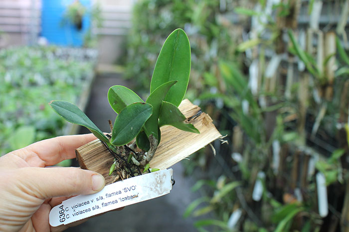 Cattleya violacea flamea 'SVO' x violacea flamea 'Icabaru'.jpg