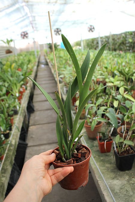 Brassocattleya Jairak Canary x Encyclia randii.jpg